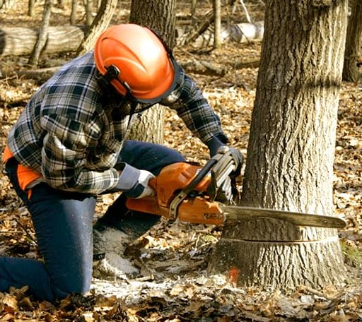 Tree Removal in Wachapreague, VA